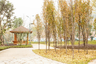 秋日公园静谧景致