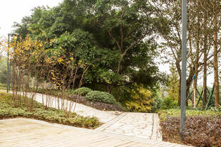 户外自然景观 绿植与小径