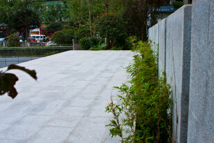 庭院石径旁绿植与飞鸟