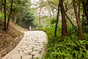 林间石板小径 绿意盎然