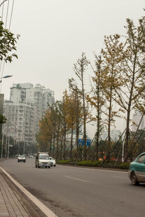 城市道路秋日街景