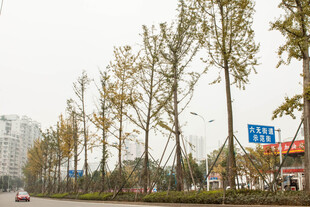 城市道路旁的高大树木
