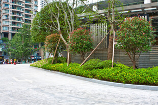 城市街边绿植景观