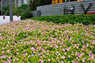 缤纷花海装点城市角落