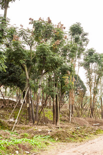 林间树木 展现自然生机