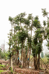 园林树木种植场景