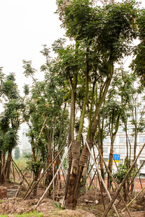 苗木种植场景