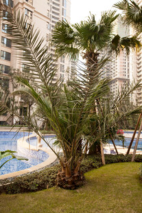 小区内的泳池与绿植景观