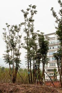 新植树木与后方建筑景观