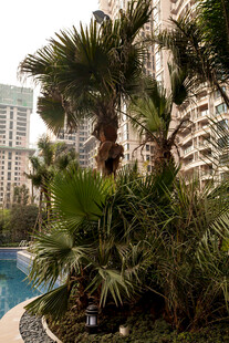 小区内的热带风情景观