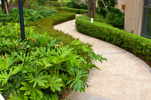 花园小径绿植环绕美景