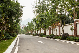 整洁林荫道路景观