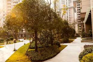 阳光照耀下的小区园林景观