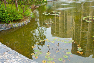 池塘畔绿植环绕的静谧水景