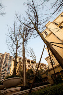 小区冬日枯树与建筑景观