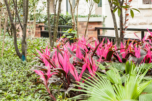 庭院中艳丽的紫背竹芋