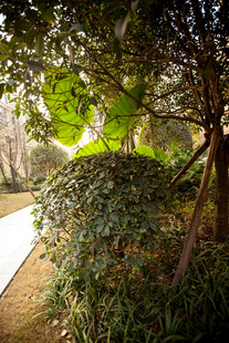 林间小道的绿意景致