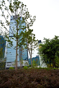 城市中生长的绿树与建筑