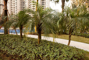 城市中的棕榈树绿植景观