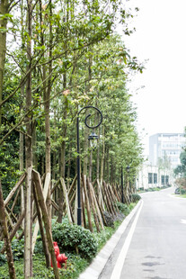 道路旁整齐排列的树木