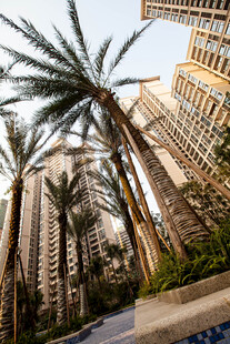 城市中林立高楼与棕榈树