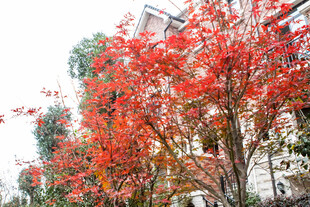 秋日街头红枫绚烂景观