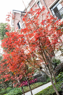 秋日红枫装点小区美景