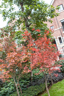 秋日红枫与绿植相映成趣