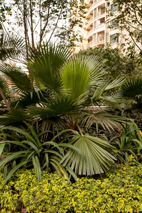 庭院中的多样绿植景观