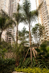 城市中繁茂的绿植景观