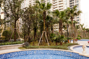 小区内的泳池与绿植景观