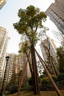 城市中被支撑的挺拔绿树