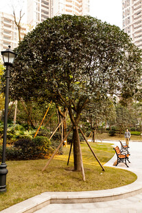 公园中造型优美的绿树