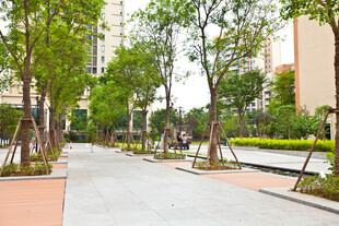 城市中整洁的林荫步道