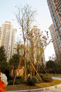 城市小区中的树木景观