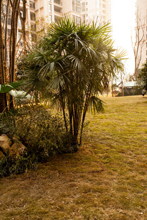 小区内的绿植景观