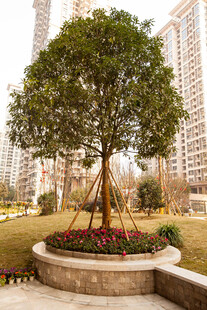 城市公园中的茂盛景观树