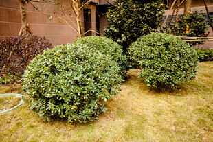 庭院中的球形绿植景观
