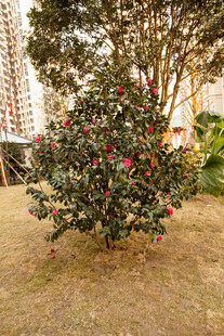 盛开的山茶花树