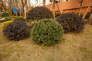 园林中的多彩球形灌木