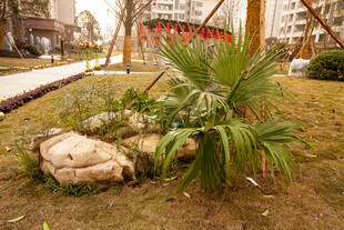 小区绿化带中的绿植与石块