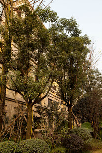 城市中葱郁的树木与建筑