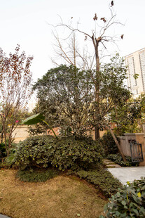 庭院绿植景观一角