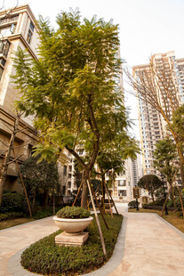 小区内绿树环绕的步道