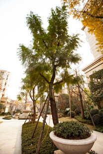 街道旁的绿植景观