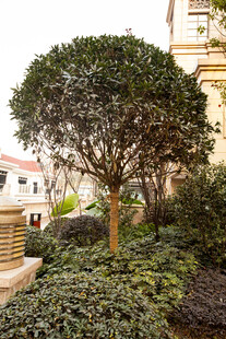 庭院中的造型绿植景观