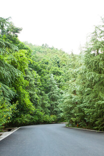 林间蜿蜒公路