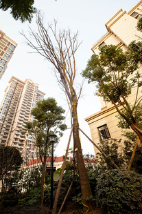 小区内的树木与高楼景观