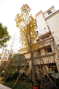 秋日小区中带黄叶的树木