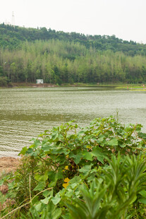 湖畔绿植与远处山林景色